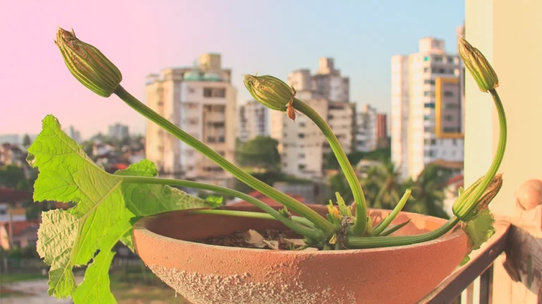 Abobrinha cultivada em vaso grande em apartamento com substrato adequado