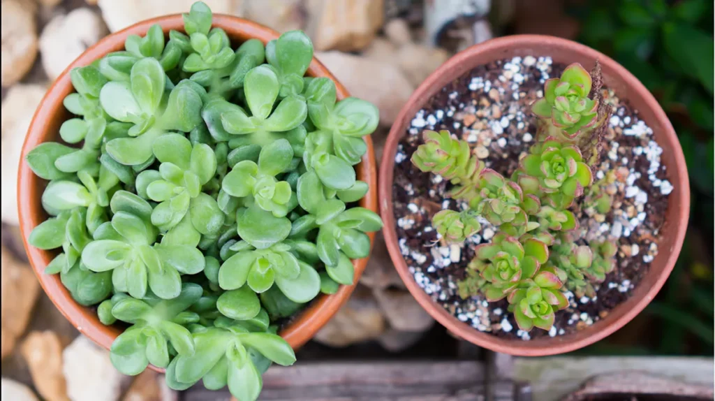 Comparação entre suculenta saudável e suculenta estiolada por falta de luz