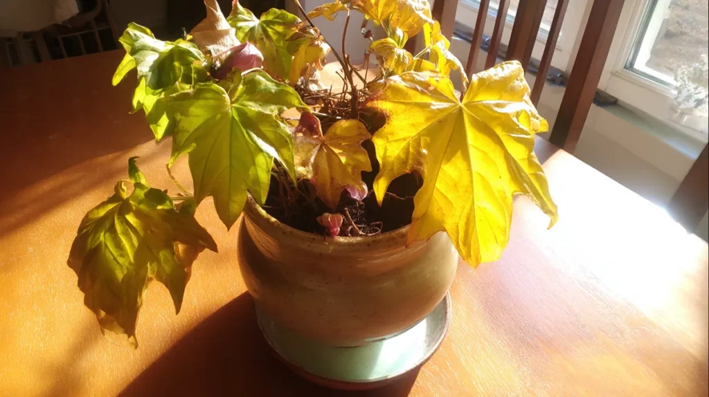 Erros comuns no cultivo de flores em apartamento