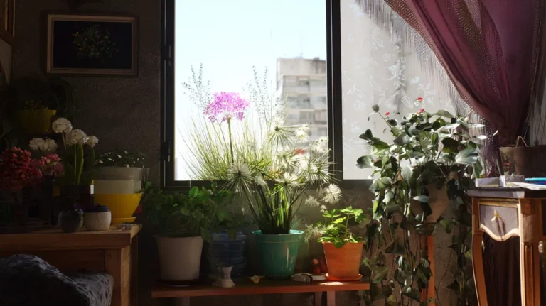 Flores cultivadas em apartamento próximo à janela com luz natural