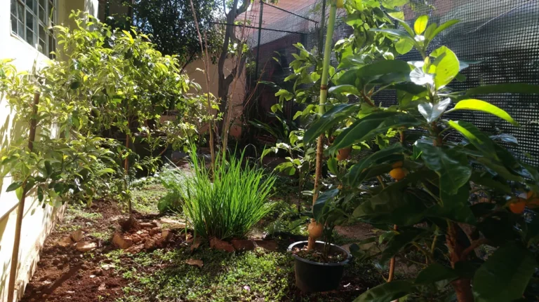 Jardim residencial bem cuidado ao longo do ano, com plantas saudáveis e luz natural