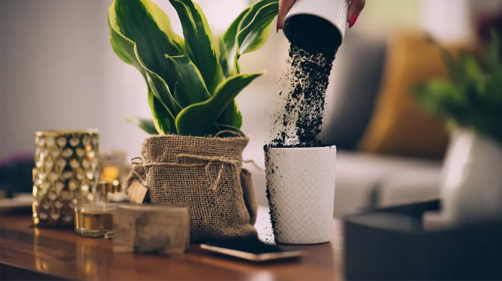 Replantio de planta em casa mostrando os bastidores e cuidados reais